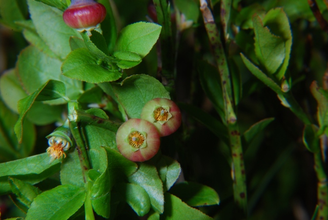 Vaccinium myrtillus